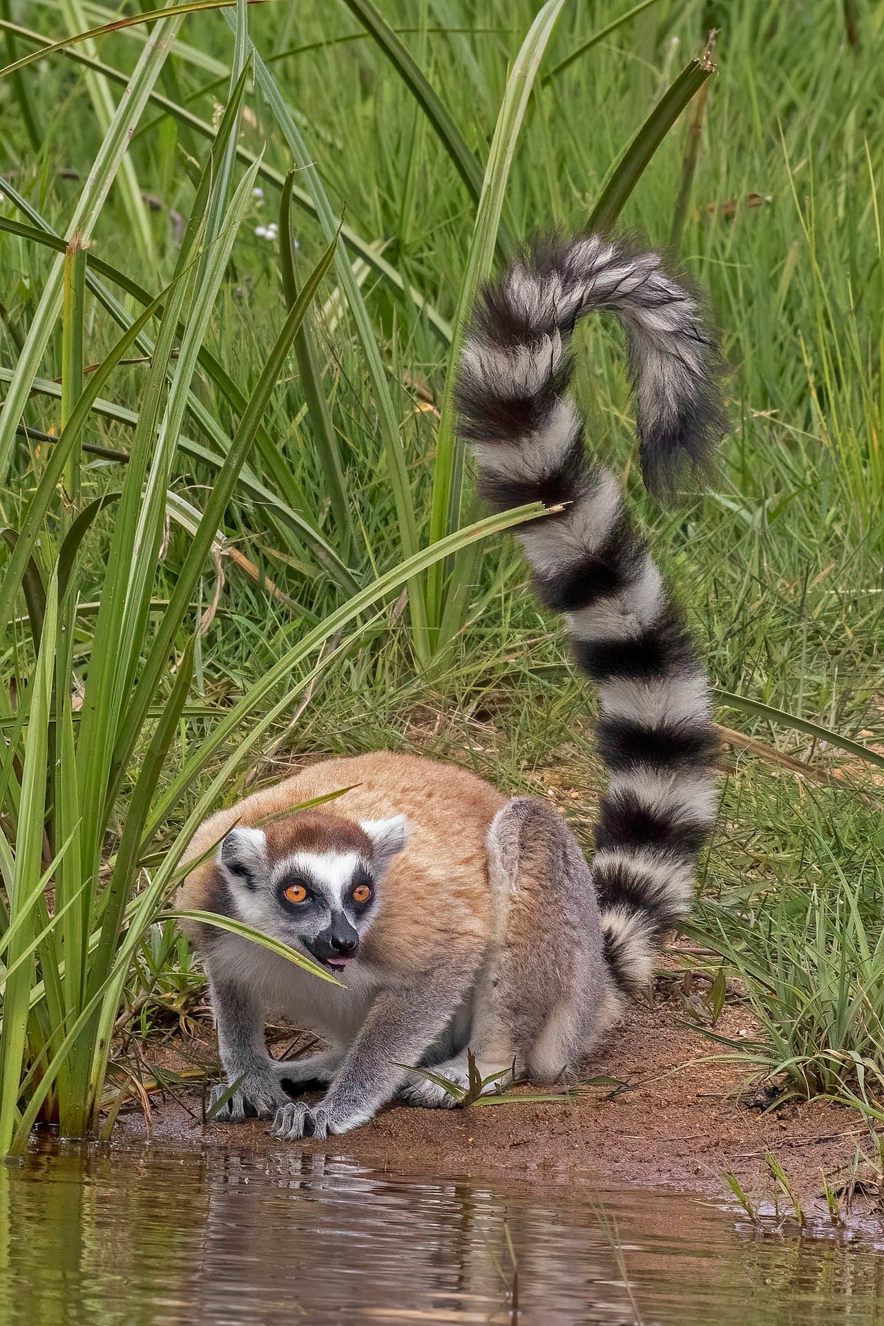 En ringhalelemur med svart-hvit stripete hale sitter i sola