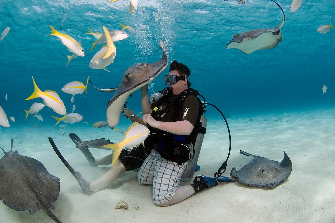 Piggrokker i grunt vann ved Stingray City