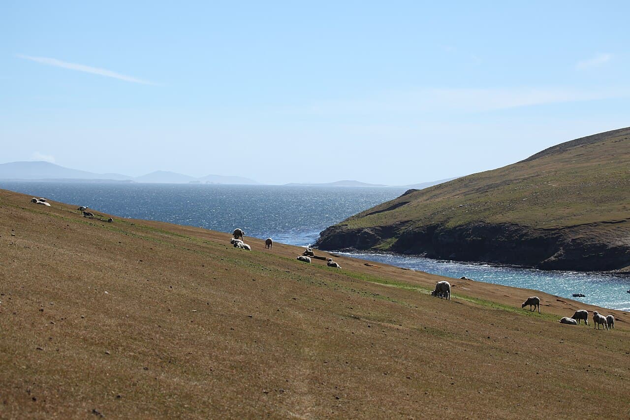 Kyst og gressletter på Saunders Island