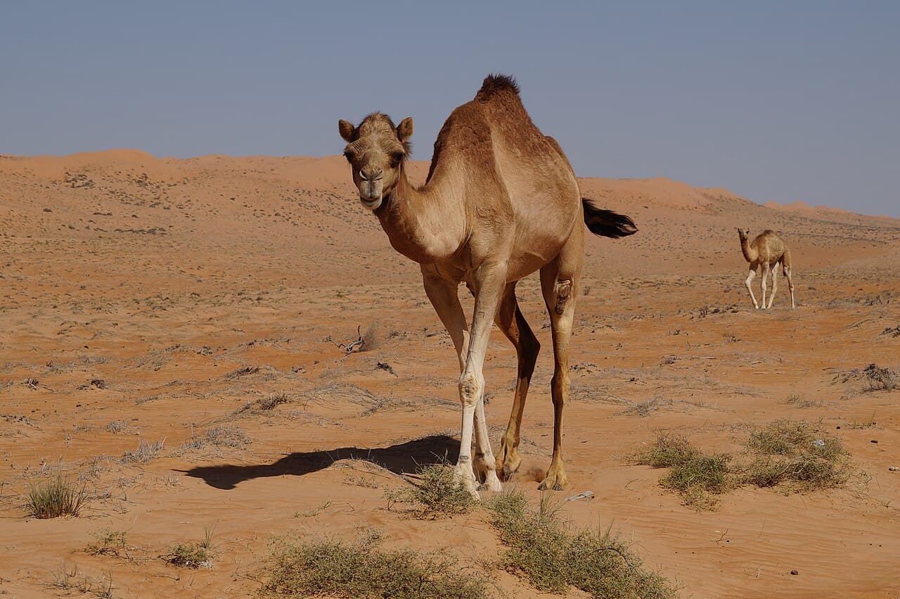 Kameler som går over bølgende oransje sanddyner i Wahiba Sands