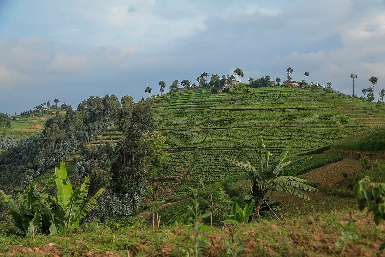 Grønne, terrasserte åser som bølger mot horisonten i Rwanda