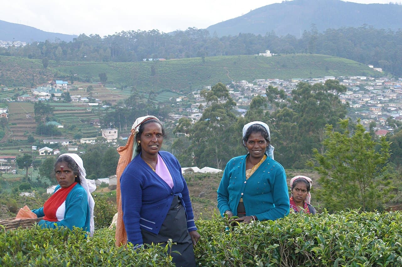 Grønne teplantasjer som bølger over åsene ved Nuwara Eliya