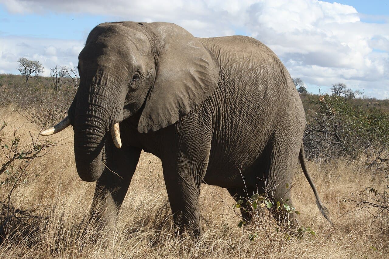En elefant i tørt savannelandskap i Kruger nasjonalpark