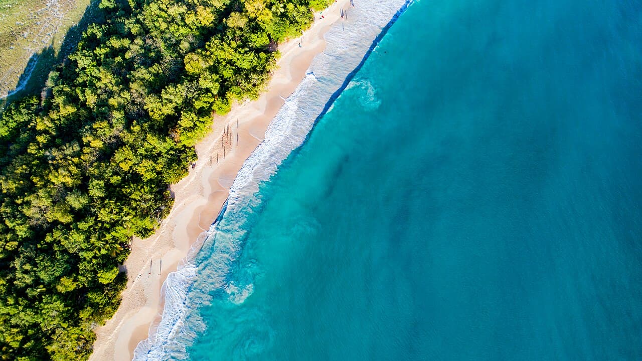Palmer langs stranden Les Salines