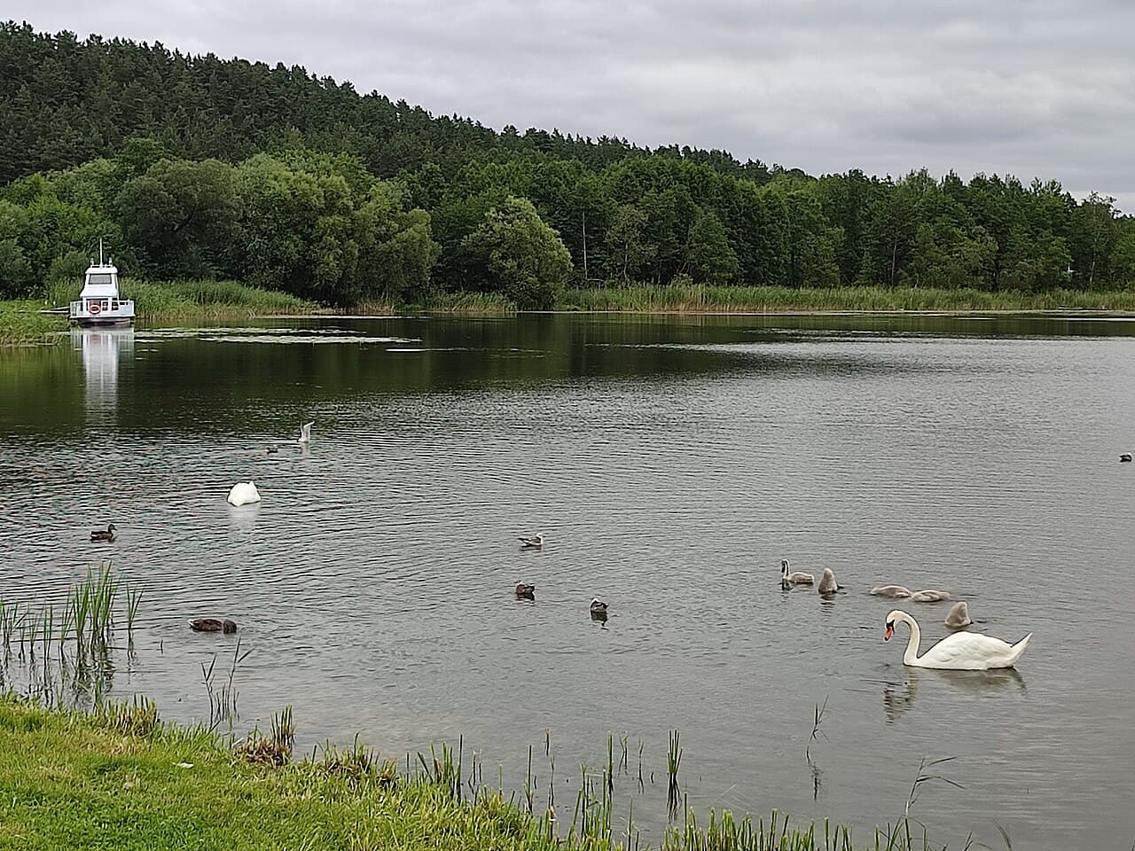 Svaner på Dryviaty-sjøen i Braslaw-innsjøenes nasjonalpark