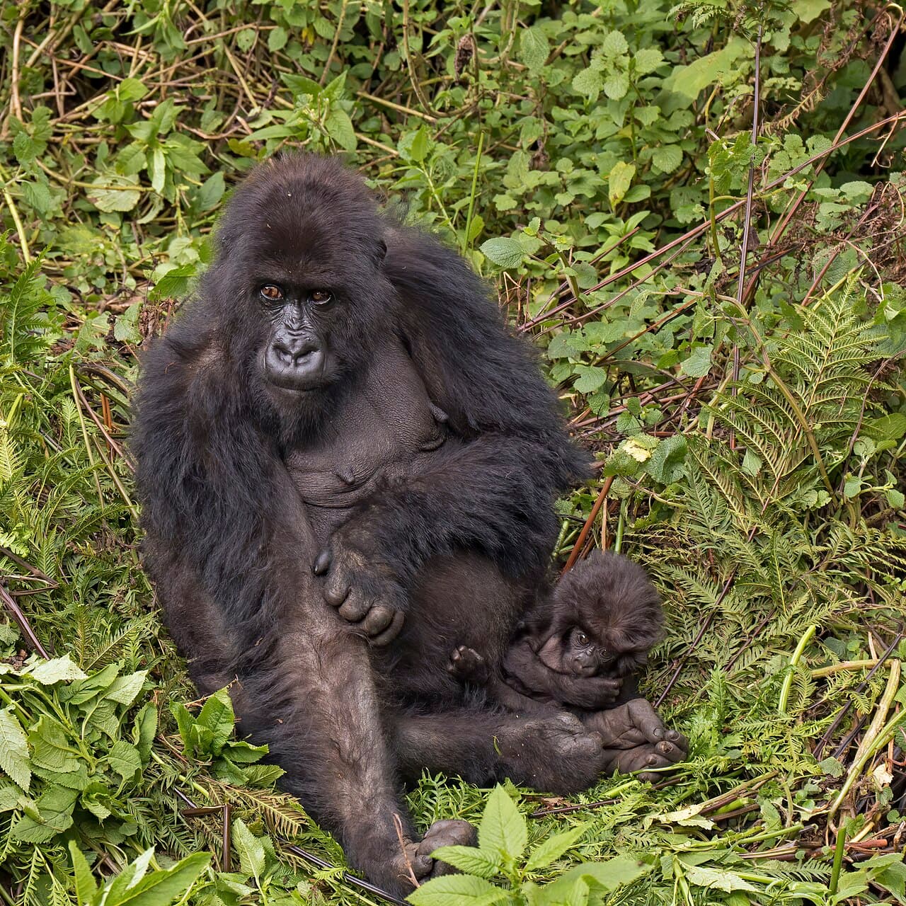 En fjellgorilla med en unge klamret til seg i den grønne skogen