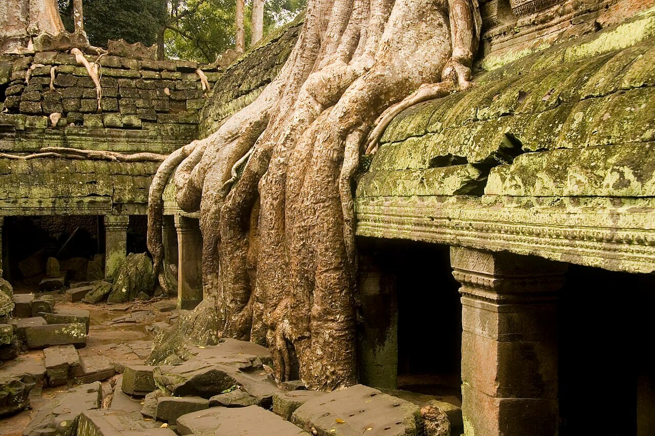 Enorme trerøtter som vokser over og gjennom ruinene av Ta Prohm