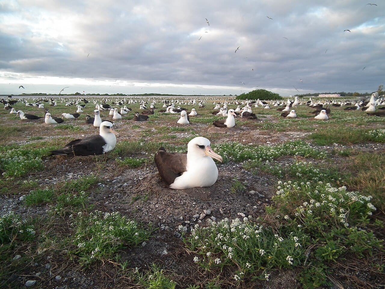 Koloni av laysanalbatross på Midway