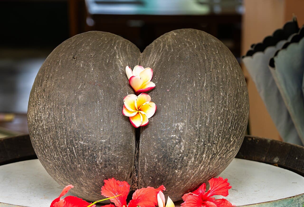 Den store frukten til coco de mer-palmen