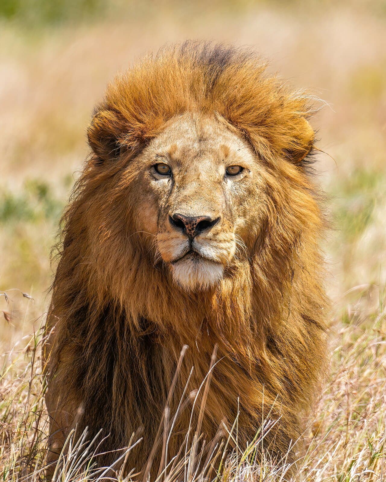 En løve med manke i det gyllne gresset i Serengeti