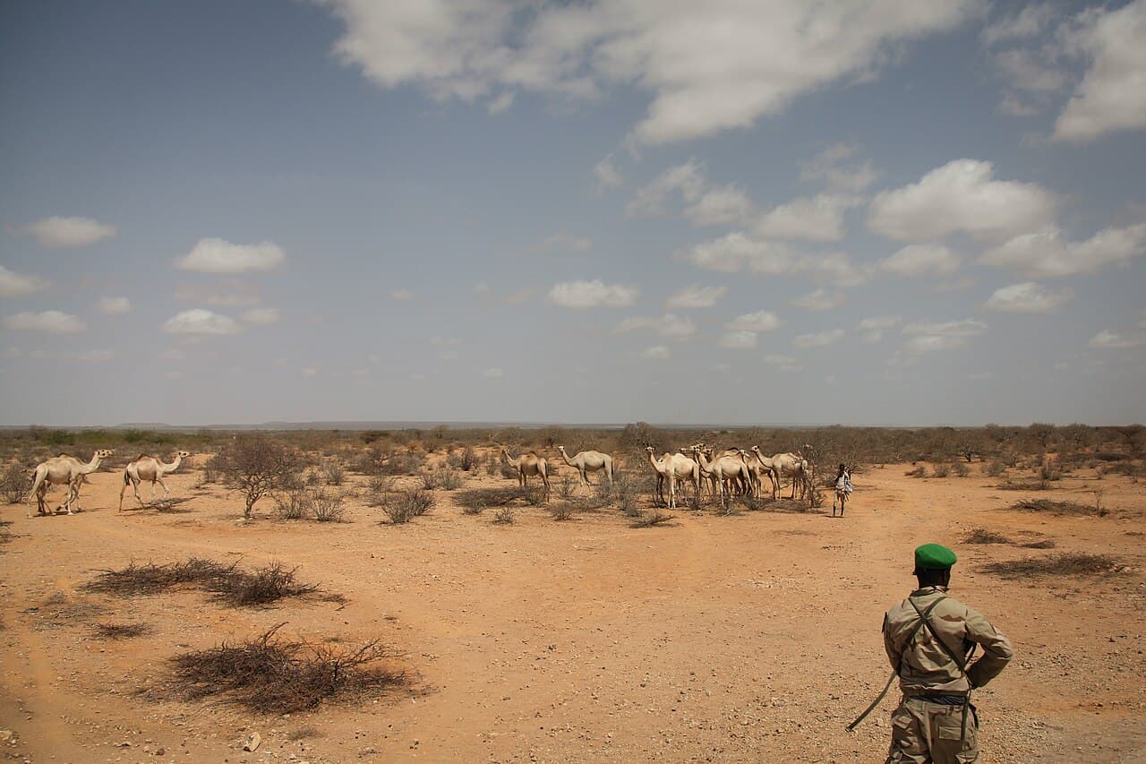 Kameler i det tørre landskapet ved Belet Weyne