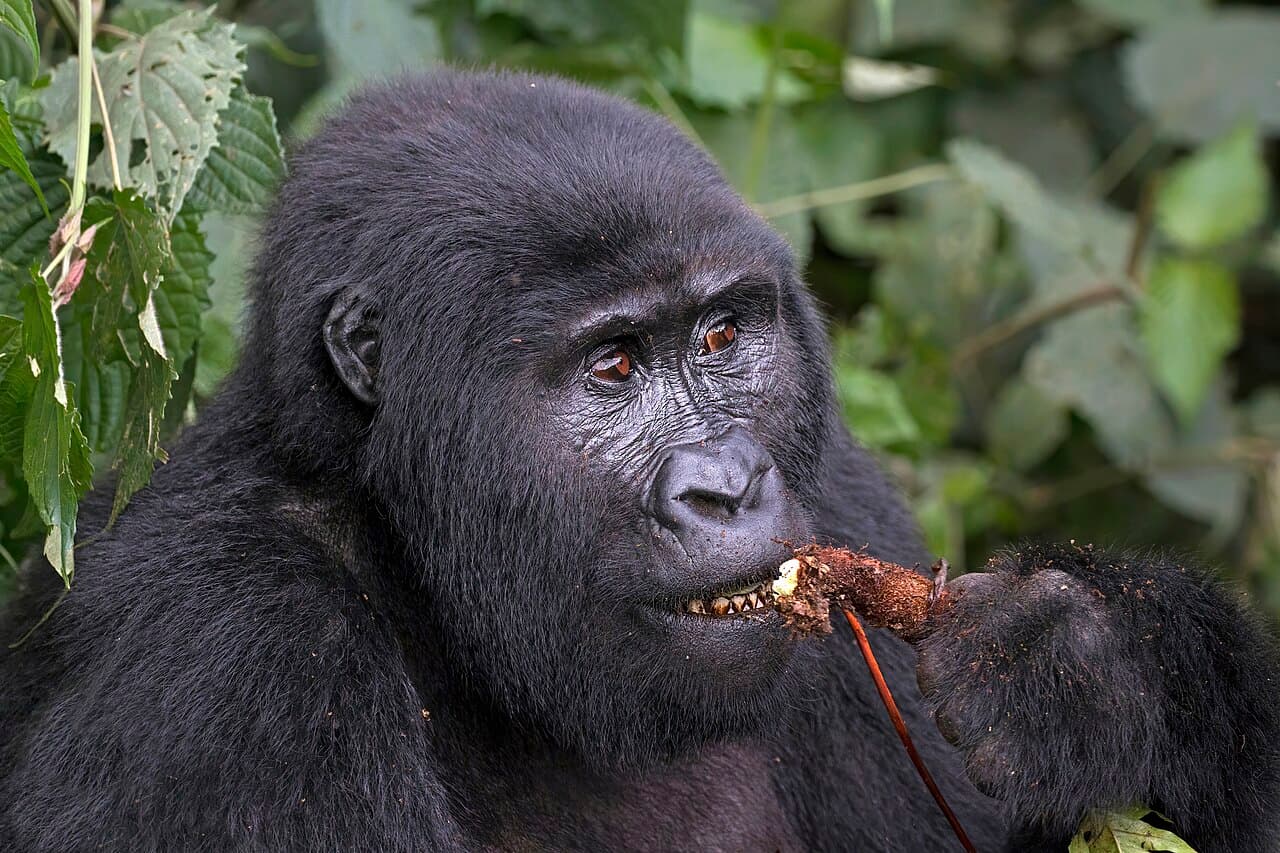 En fjellgorilla i den tette grønne skogen i Bwindi