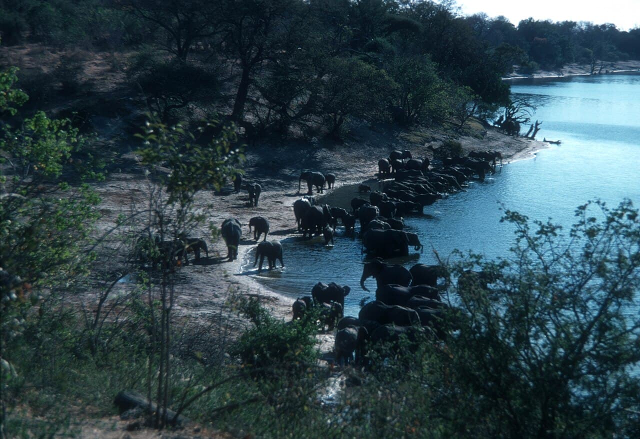 En flokk elefanter drikker langs bredden av Chobe-elva