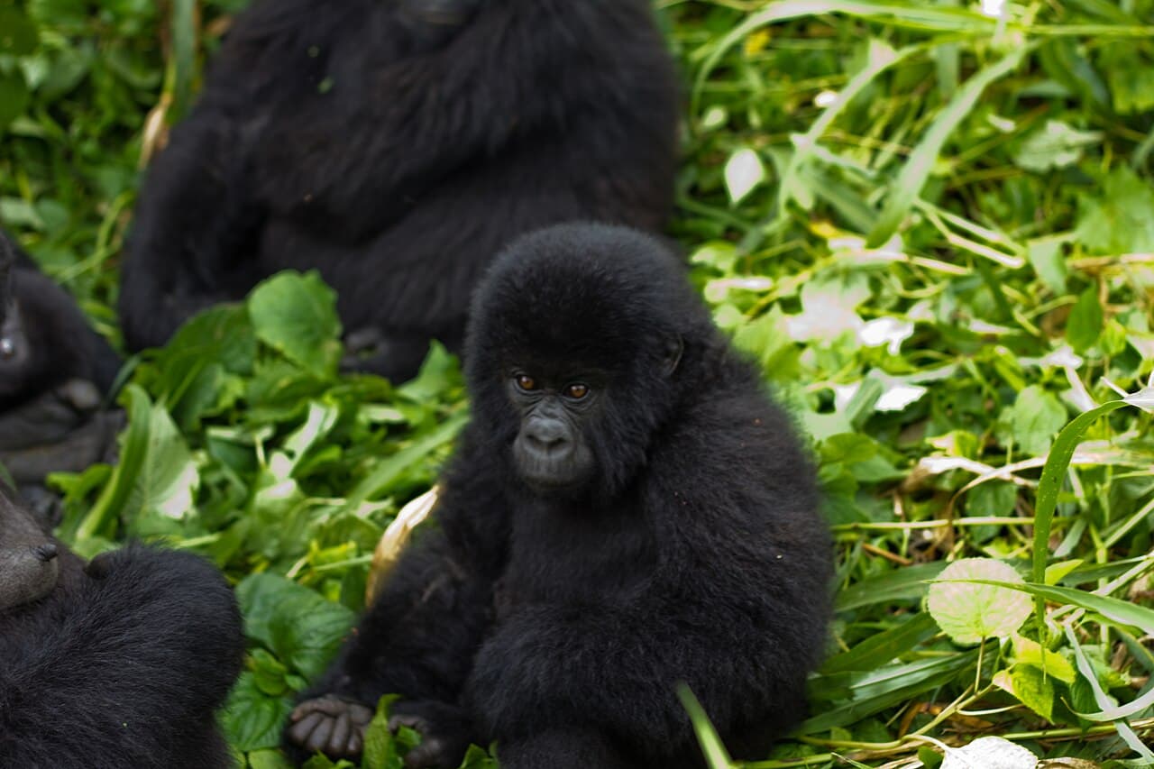 En fjellgorilla i den grønne skogen i Virunga