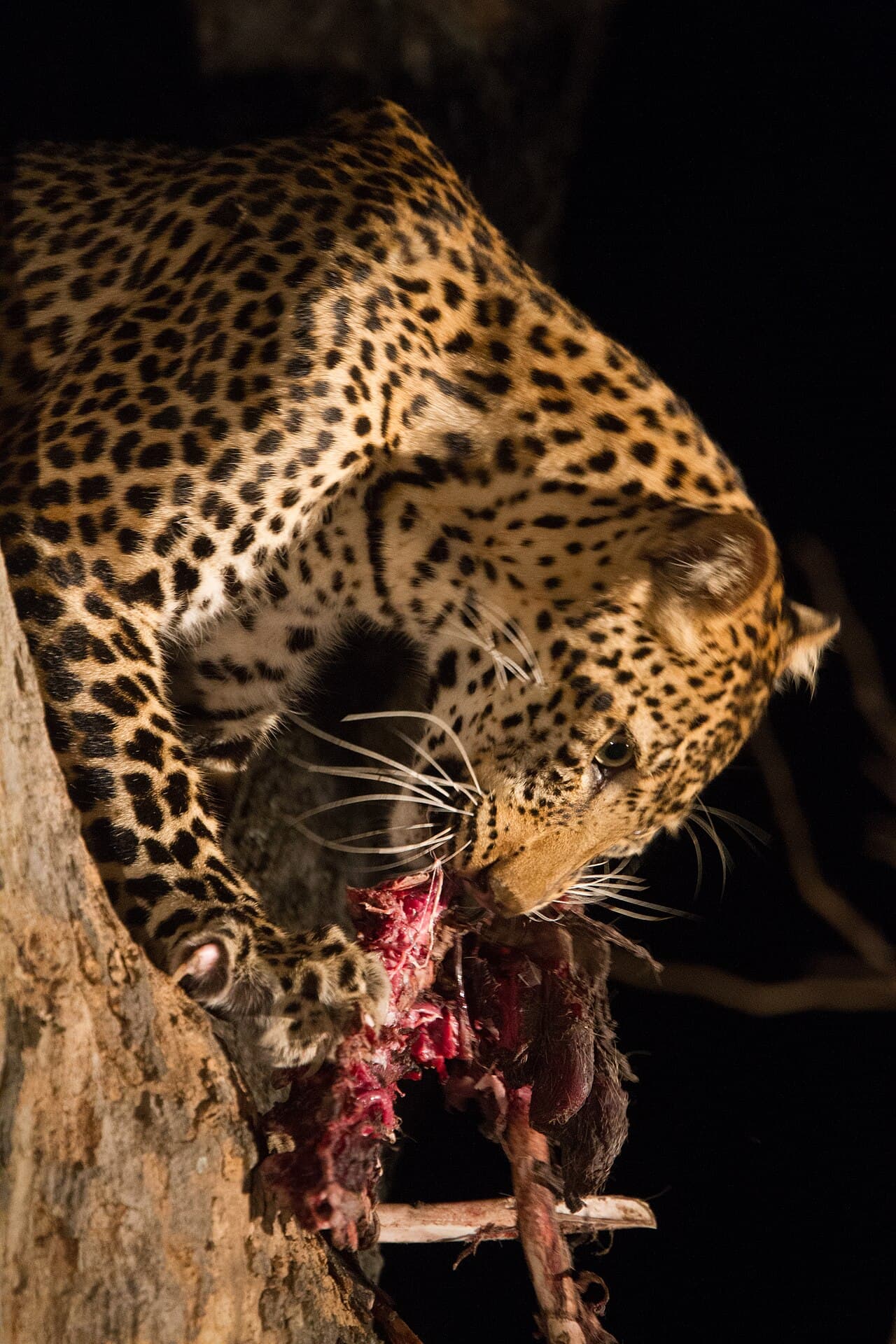En leopard som hviler i det gyllne gresset i South Luangwa