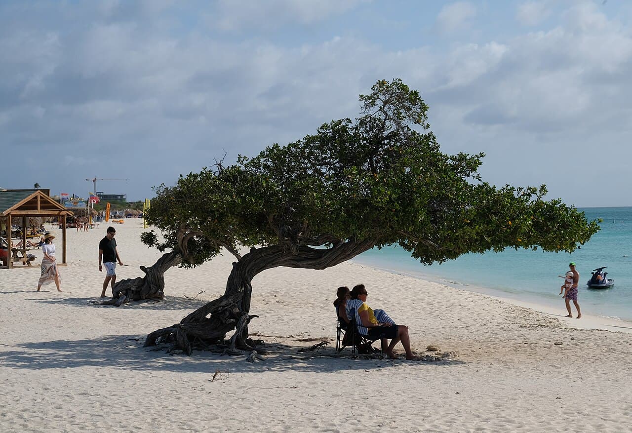 Divi-divi-tre bøyd av vinden på Eagle Beach