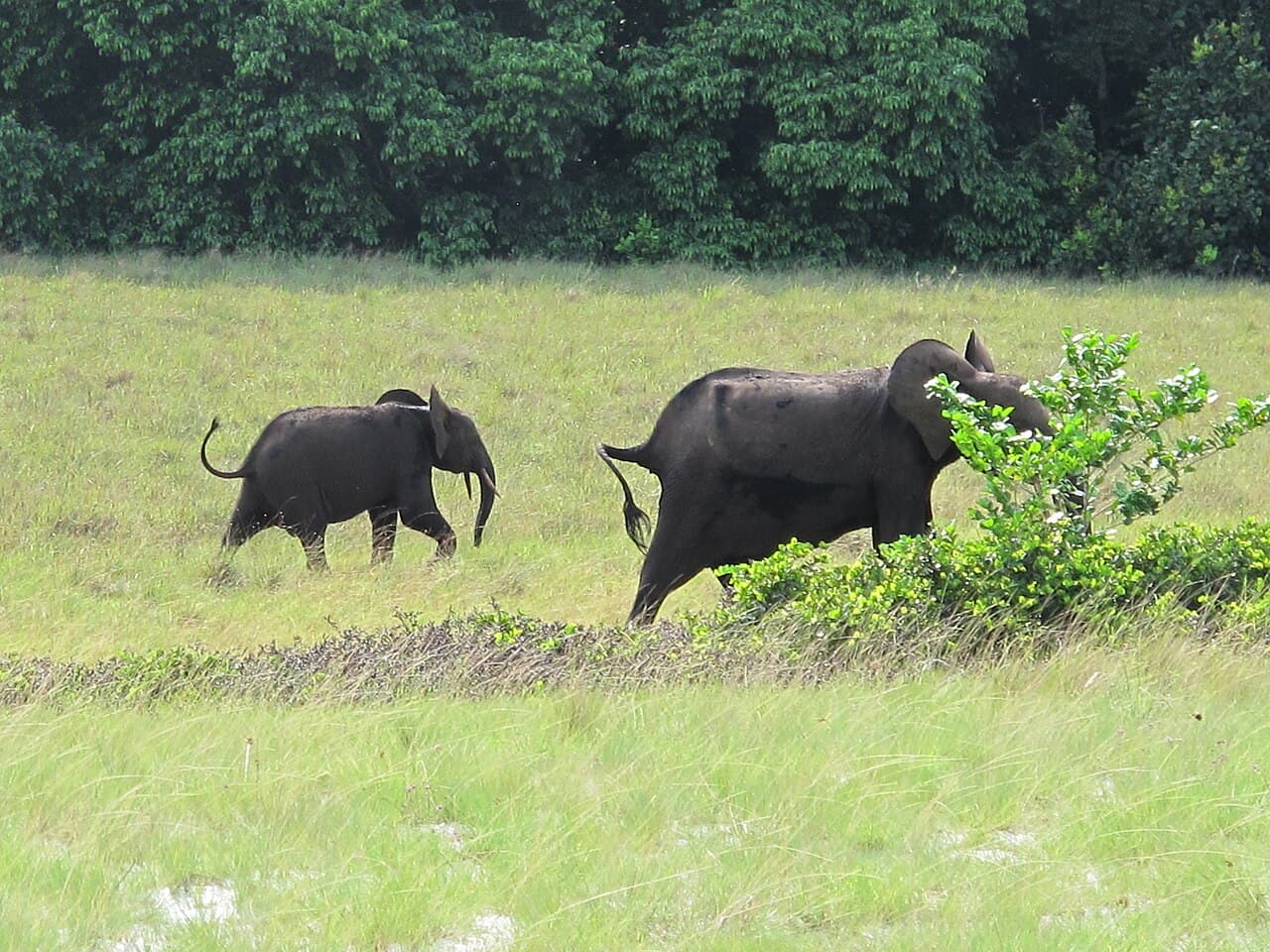 En elefant med unge i Loango nasjonalpark