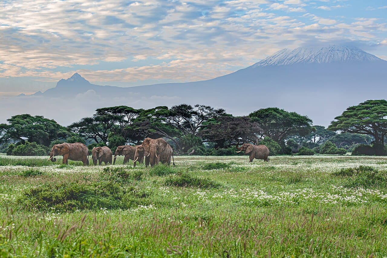 Elefanter på sletta i Amboseli med det snødekte Kilimanjaro bak