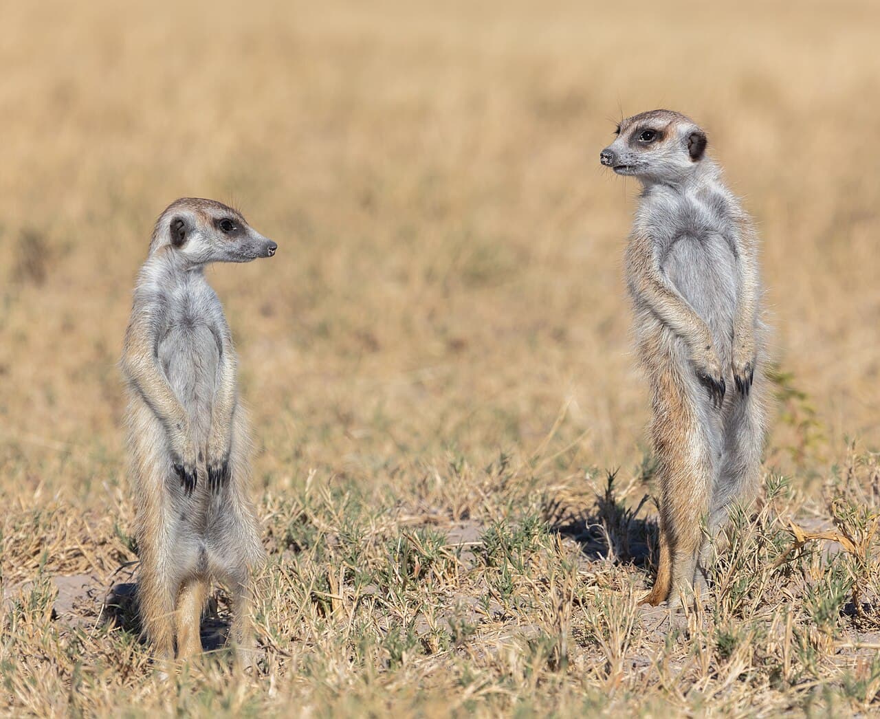 En gruppe surikater står oppreist og speider i Makgadikgadi