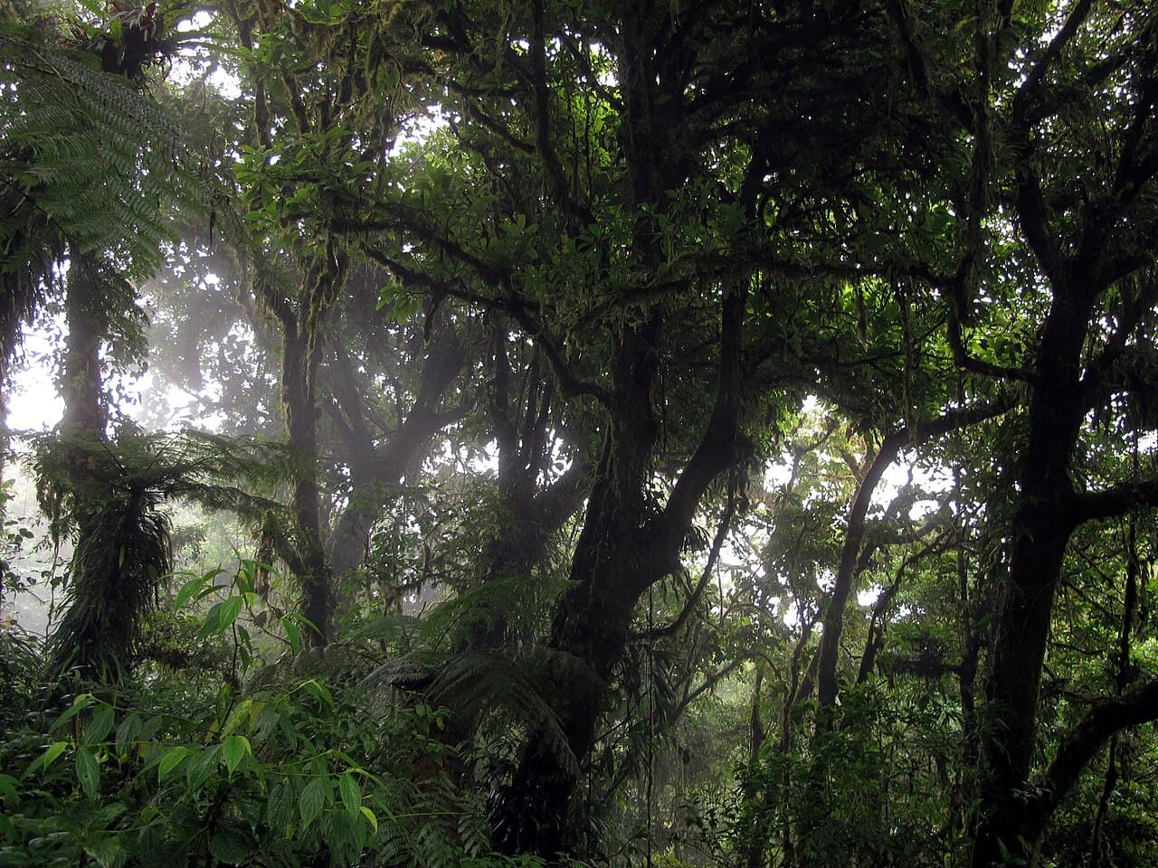 Tåkeskog i Monteverde