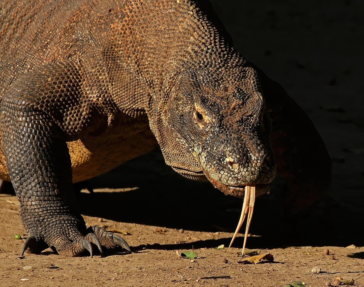 En komodovaran på tørr savanne