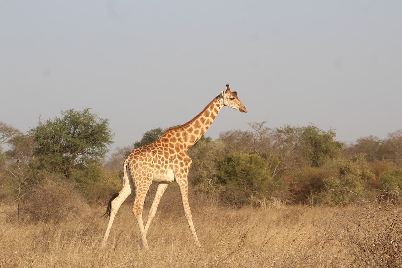 Sjiraff i Zakouma nasjonalpark
