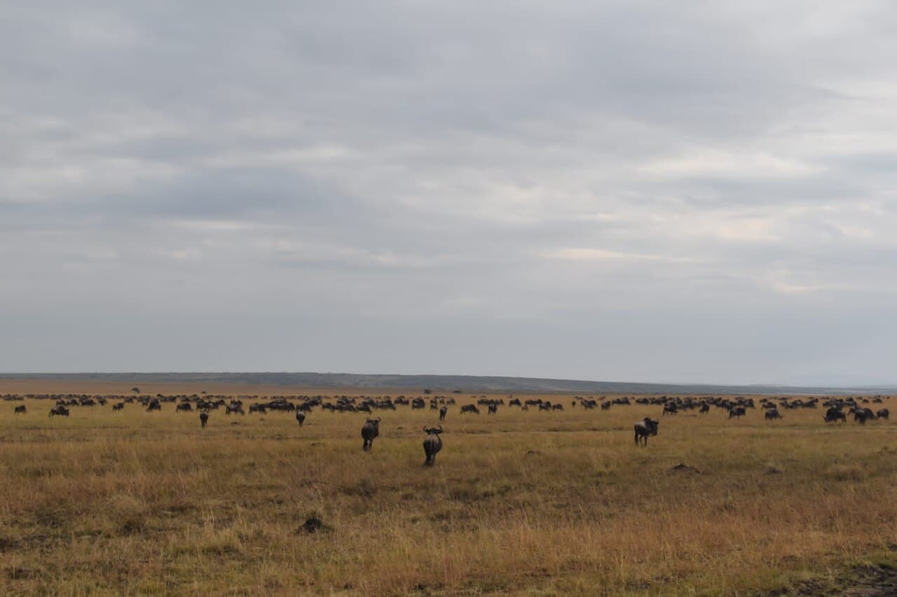 Endeløse rekker av gnuer på vandring over savannen i Maasai Mara